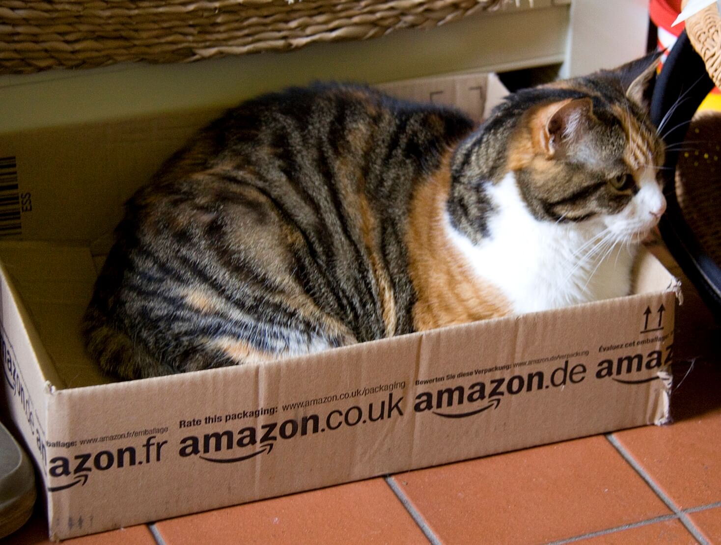Upcycling: kot w pudełku wysyłkowym